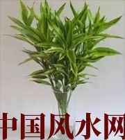 南平十二生肖养什么植物最旺财运？你知道吗！